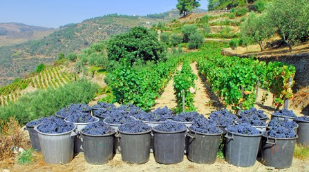 Port vineyard