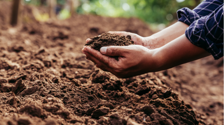 Person Holding Soil