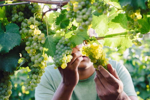 Man inspecting grapes