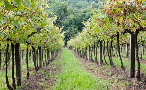 Vineyard