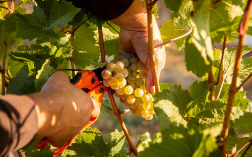 Muscaris harvesting in the Demidi vineyards, Kyiv region