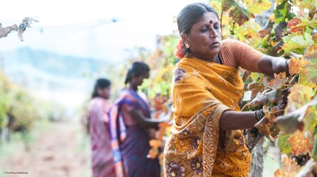 Women Working In Vineyard