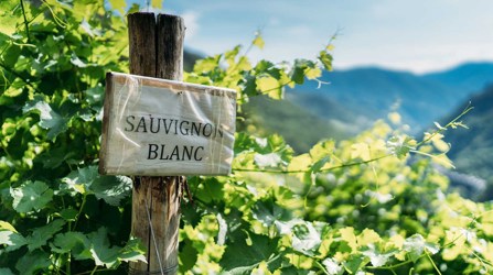 Sauvignon Blanc sign in vineyard