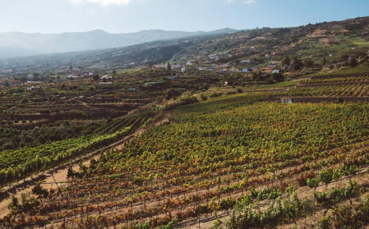 Canary Islands vineyard