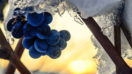 Grapes and ice