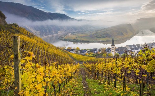 The sloped vineyards of the Mosel Valley, Germany