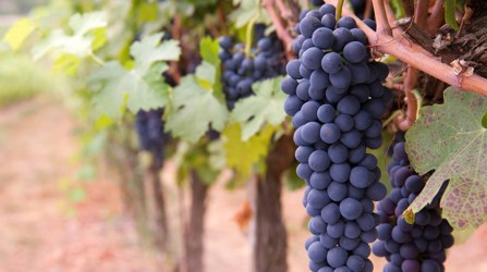 Grapes On A Vine