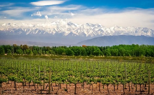 The vineyards of Mendoza, Argentina, are some of the highest in the world.