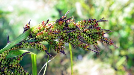 Plant used to make baiju