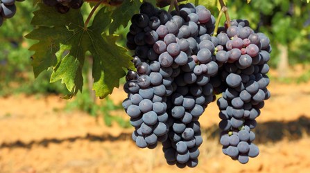 grapes