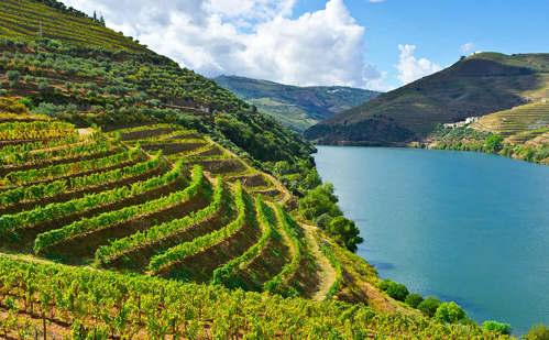 Terracing in the Douro Valley, Portugal