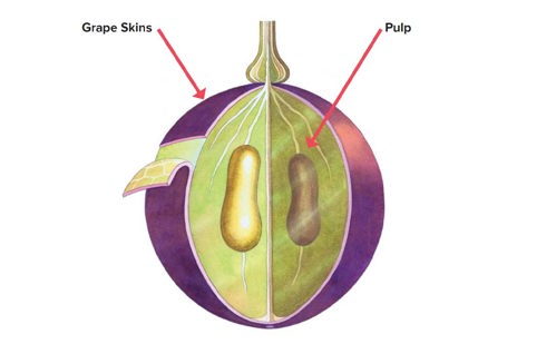 Grape anatomy, featuring grape skin (outer) and pulp (inner)