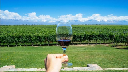 Glass of Malbec held in front of vineyard