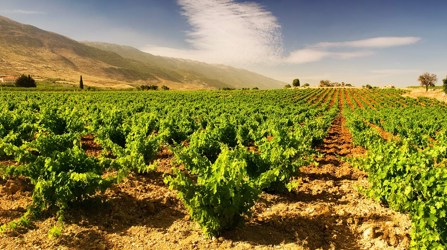 Vineyard