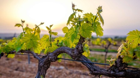 Vine