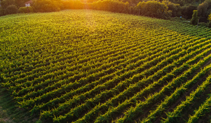 Vineyard