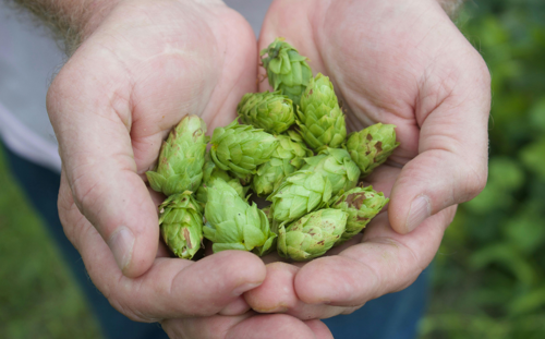 Person holding hops