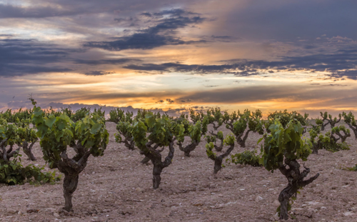 A vineyard