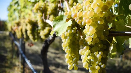 Viognier grapes
