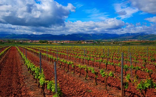 Rioja vineyard
