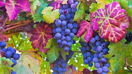 Grapes