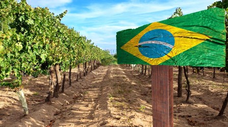 Brazil vineyard