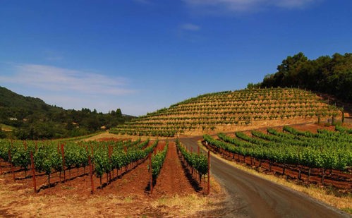 Sonoma vineyard