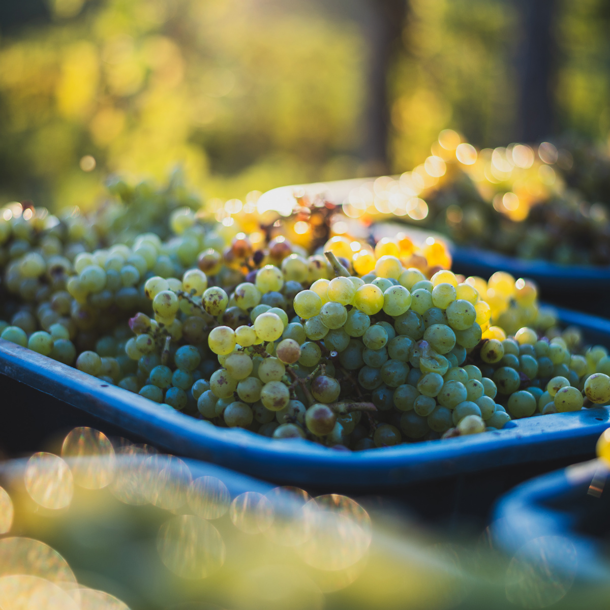 Grapes
